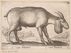 Mambrina geit L Capra Mambrinae / I Capra Mambrina (العنوان على الكائن) Dieren en fablewezens (عنوان السلسلة) مجموعة جديدة من أكثر الحيوانات فضولًا في العالم (عنوان السلسلة) بواسطة انطونيو تمبيستا