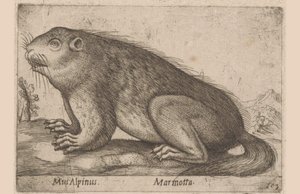يغمغم Alpine Mouse / Marmotta (العنوان على الكائن) Dieren en fablewezens (عنوان المسلسل) نوفا راكولتا دي لي أنيمالي بيو كوريوسي ديل موندو (عنوان المسلسل) بواسطة انطونيو تمبيستا