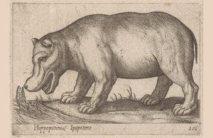 فرس نهر Hippopotamus / Ippopotamo (العنوان على الكائن) الحيوانات والمخلوقات الأسطورية (عنوان السلسلة) نوفا راكولتا دي لي أنيمالي بيو كوريوسي ديل موندو (عنوان المسلسل) بواسطة انطونيو تمبيستا
