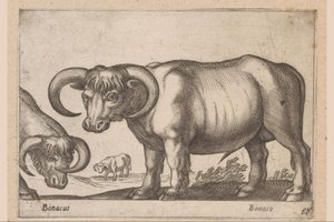 ماشية Bonasus / Bonaso (العنوان على الكائن) الحيوانات والمخلوقات الأسطورية (عنوان السلسلة) نوفا راكولتا دي لي أنيمالي بيو كوريوسي ديل موندو (عنوان المسلسل) بواسطة انطونيو تمبيستا