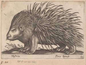 النيص Hystrix / Porco Spinoso (العنوان على الكائن) الحيوانات والمخلوقات الأسطورية (عنوان السلسلة) نوفا راكولتا دي لي أنيمالي بيو كوريوسي ديل موندو (عنوان المسلسل) بواسطة انطونيو تمبيستا