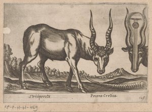 اثنين من الظباء Striciperote / Cretan Cattle (العنوان على الكائن) Dieren en fablewezens (عنوان المسلسل) نوفا راكولتا دي لي أنيمالي بيو كوريوسي ديل موندو (عنوان المسلسل) بواسطة انطونيو تمبيستا