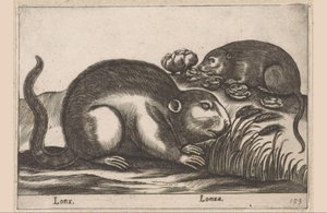 اثنين من المسكرات Lonx / Lonza (العنوان على الكائن) الحيوانات والمخلوقات الأسطورية (عنوان السلسلة) نوفا راكولتا دي لي أنيمالي بيو كوريوسي ديل موندو (عنوان المسلسل) بواسطة انطونيو تمبيستا