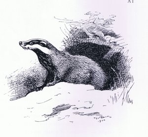 بادجر ، حانة. بواسطة Book Club Associates