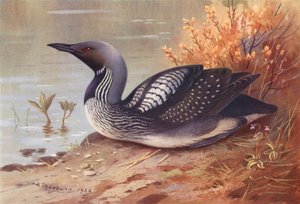 غواص أسود الحلق أسود اللون (طباعة حجرية ملونة) بواسطة أرشيبالد ثوربورن