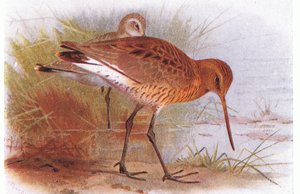Black Tailed Godwit ، من طيور الجزر البريطانية وبيضها الذي نشرته شركة فريدريك وارن وشركاه المحدودة ، 1958