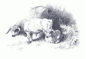 الماشية ، من ثوربيرن الثدييات التي نشرتها Longmans and Co ، c. 1920 (ليثو) بواسطة أرشيبالد ثوربورن