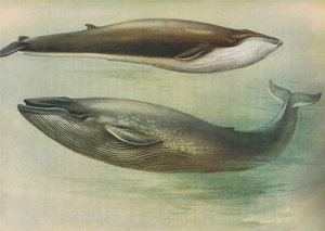Rorqual المشتركة ، Sibbalds Rorqual أو Blue Whale ، من ثوربورن الثدييات التي نشرتها Longmans and Co ، c. 1920