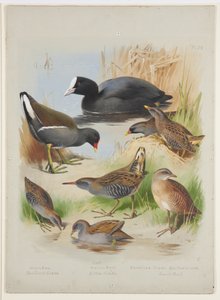 Coot ، moorhen ، crakes و rails ، حوالي عام 1915 (ألوان مائية ولون الجسم على اللوحة) بواسطة أرشيبالد ثوربورن