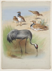 طائر الكركي ، الكروان الحجري والحبارى ، حوالي عام 1915 (ألوان مائية ولون الجسم فوق قلم رصاص على ورق) بواسطة أرشيبالد ثوربورن