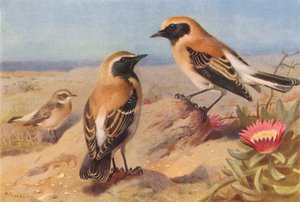 طائر طائر الوتير الشرقي (أنثى)، طائر الوتير ذو الحلق الأسود، طائر الوتير الصحراوي (لون ليثيو) بواسطة أرشيبالد ثوربورن