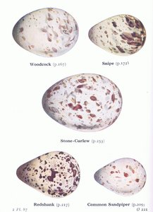 البيض: ودكوك. Snipe ، Stone Curlew ، Redshank ، Common Sandpiper ، من طيور الجزر البريطانية وبيضها الذي نشرته شركة Frederick Warne & Co Ltd ، 1958 بواسطة أرشيبالد ثوربورن