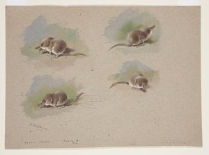 Four vignettes of lesser shrew, c.1915 (watercolor & bodycolour over pencil on paper) بواسطة أرشيبالد ثوربورن