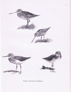 Godwits و Green Sandpipers ، 1938 بواسطة أرشيبالد ثوربورن
