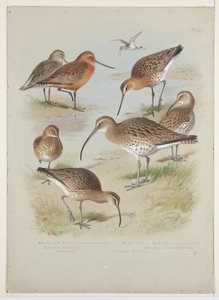 Godwits and curlews ، حوالي عام 1915 (ألوان مائية ولون للجسم على اللوحة) بواسطة أرشيبالد ثوربورن