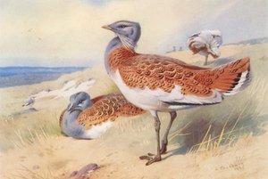 طائر الحبارى الكبير (ذكر وأنثى) (ليثو ملون) بواسطة أرشيبالد ثوربورن