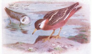 Gray Phalarope (الصيف والخريف) ، من طيور الجزر البريطانية وبيضها الذي نشرته شركة Frederick Warne & Co Ltd ، 1958