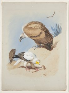 نسر جريفين والنسر المصري ، حوالي عام 1915 (ألوان مائية ولون جسم على قلم رصاص على ورق) بواسطة أرشيبالد ثوربورن
