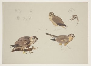 Harrier and ruff, c.1915 (watercolor & bodycolour over pencil on paper) بواسطة أرشيبالد ثوربورن
