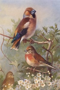 طائر الحسون ، طائر الحسون (ذكر وأنثى) (صورة حجرية ملونة) بواسطة أرشيبالد ثوربورن