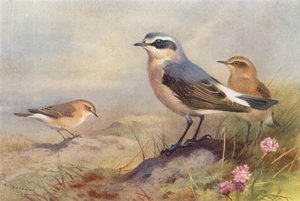 طائر الويتر الإيزابيليني، طائر الويتر (ذكر وأنثى) (صورة حجرية ملونة) بواسطة أرشيبالد ثوربورن