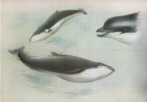 Rorqual Rorqual و Rudolphs Rorqual ، من الثدييات ثوربورنس التي نشرتها Longmans and Co ، c. 1920 بواسطة أرشيبالد ثوربورن
