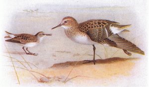 Little Stint ، من طيور الجزر البريطانية وبيضها الذي نشرته شركة فريدريك وارن وشركاه المحدودة ، 1958 بواسطة أرشيبالد ثوربورن