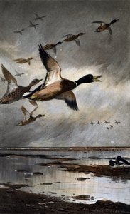 Mallards in flight بواسطة أرشيبالد ثوربورن