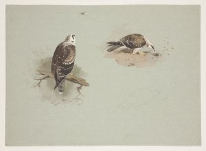 Pale honey buzzard, c.1915 (watercolor & bodycolour over pencil on paper) بواسطة أرشيبالد ثوربورن