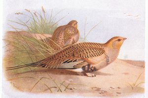 Pallass Sand Grouse ، من طيور الجزر البريطانية وبيضها الذي نشرته شركة فريدريك وارن وشركاه المحدودة ، 1958