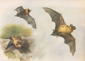 Pipistrelle أو Common Bat ، من الثدييات Thorburns التي نشرتها Longmans and Co ، c. 1920 بواسطة أرشيبالد ثوربورن