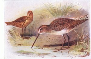 Red Breasted Snipe ، من طيور الجزر البريطانية وبيضها ، نشرتها شركة فريدريك وارن وشركاه المحدودة ، 1958