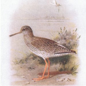 Redshank ، من طيور الجزر البريطانية وبيضها الذي نشرته شركة فريدريك وارن وشركاه المحدودة ، 1958 بواسطة أرشيبالد ثوربورن