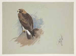 Sea eagle and pencil sketch of rabbit, c.1915 (watercolor & bodycolour over pencil on paper) بواسطة أرشيبالد ثوربورن