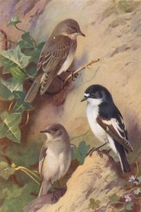صائد الذباب المرقط، صائد الذباب المرقط (ذكر وأنثى) (صورة حجرية ملونة) بواسطة أرشيبالد ثوربورن