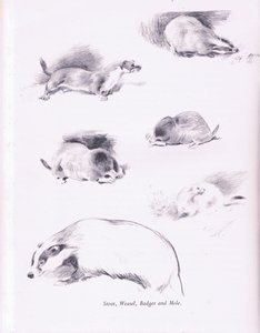 Stoat ، Weasel ، Badger and Mole ، 1938