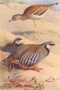 طائر الحجل، الحجل ذو الأرجل الحمراء (ذكر وأنثى) (ليثو ملون) بواسطة أرشيبالد ثوربورن