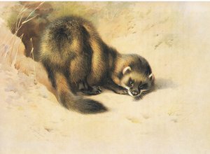 ال Polecat ، من الثدييات ثوربورن التي نشرتها Longmans and Co ، c. 1920 بواسطة أرشيبالد ثوربورن