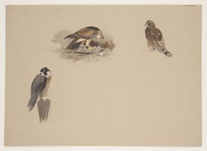 Three small vignettes of peregrine falcon and 2 other birds of prey, c.1915 (watercolor & bodycolour over pencil on paper) بواسطة أرشيبالد ثوربورن
