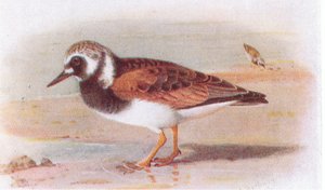 Turnstone ، من طيور الجزر البريطانية وبيضها الذي نشرته شركة فريدريك وارن وشركاه المحدودة ، 1958