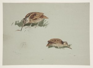 Two vignettes of woodcock, c.1915 (watercolor & bodycolour over pencil on paper) بواسطة أرشيبالد ثوربورن