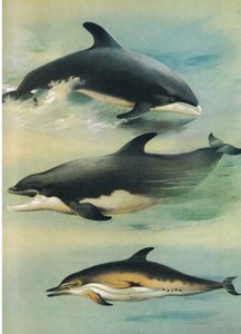 White Beake Dolphin، Dolphin Bottle Nosed and Common Dolphin ، من الثدييات ثوربورن التي نشرتها Longmans and Co ، c. 1920