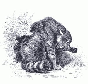 القط البري ، من ثدييات ثوربورن التي نشرتها Longmans and Co ، c. 1920 (ليثو) بواسطة أرشيبالد ثوربورن