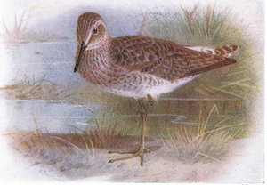 Wood Sandpiper ، من طيور الجزر البريطانية وبيضها ، نشرته شركة فريدريك وارن وشركاه المحدودة ، 1958