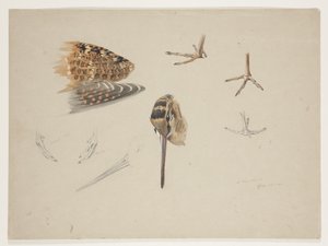 Woodcock beak, feet and wing, c.1915 (watercolor & bodycolour over pencil on paper) بواسطة أرشيبالد ثوربورن