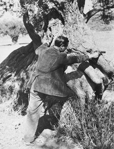 سالفاتوري جوليانو يشير إلى مسدس ، 1937 بواسطة أرماندو بروني