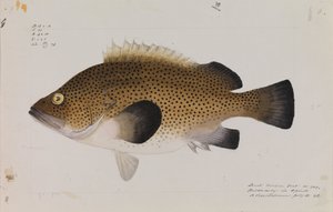 الشرقية Wirra ، Acanthistius ocellatus