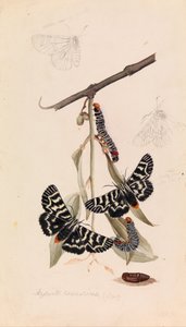 عثة العنب ، Comocrus Bahri