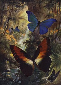 Beautiful Butterflies: The two finest morphos (colour litho)