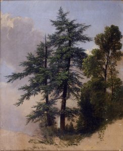 دراسة شجرة ، نيوبورج ، نيويورك ، 1849